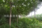 绿化工程苗木基地大量现货 优质合欢树 紫叶合欢小苗